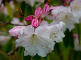 Olympic Peninsula 056